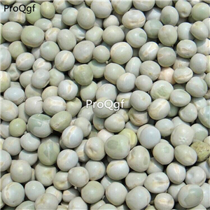 19usd Ngryise 5000Pcs A Set Sweet Pea seed