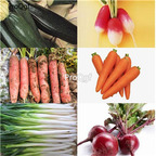 19usd Ngryise 6000Pcs A Set leek pumpkin radish carrot mixed random seed