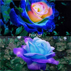 19usd Ngryise 2000Pcs a set Blue Pink rare rose seed