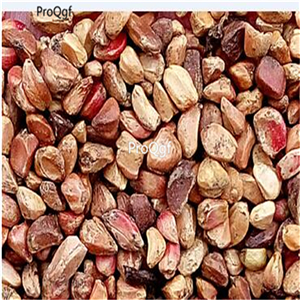 19usd Ngryise 2000Pcs a set Blue Pink rare rose seed