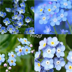 19usd Ngryise 9000Pcs a set forget me not seed