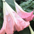 19usd Ngryise 8000Pcs a set Mixed Color Datura  seed