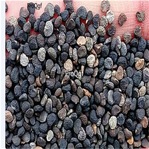 19usd Ngryise 8000Pcs a set Mixed Color Datura  seed