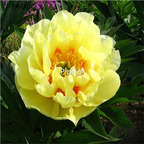 19usd Ngryise 1000Pcs a set Yellow Peony seed