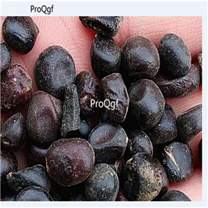 19usd Ngryise 1000Pcs a set Yellow Peony seed