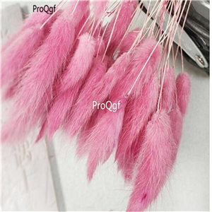 19usd Ngryise 8000Pcs a set Rabbit Tail Grass  seed