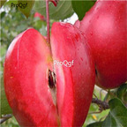 19usd Ngryise 6000Pcs a set apple fruit seed