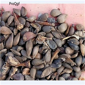 19usd Ngryise 6000Pcs a set apple fruit seed