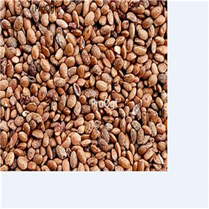19usd Ngryise 8000Pcs a set  Kiwi Fruit seed