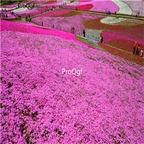 19usd Ngryise 8000Pcs A Set Phlox flower eryuelan seed