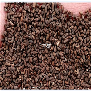 19usd Ngryise 8000Pcs A Set Phlox flower eryuelan seed