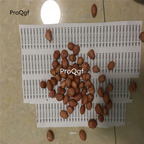 26usd Prodgf 50Pcs A Set Arachis duranensis  seed