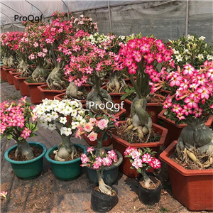 16usd ngryise 10pcs desert rose seed