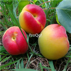 19usd Ngryise 30Pcs A Set red Armeniaca vulgaris seed
