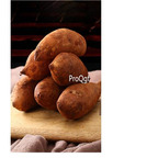 19usd Ngryise 3Pcs A Set Smallanthus sonchifolius root