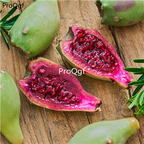 25usd ngryise 50pcs Opuntia stricta seed
