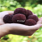 19usd Ngryise 500Pcs A Set Myrica rubra yangmei seed