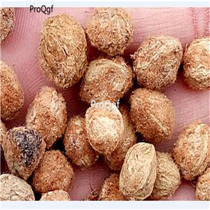 19usd Ngryise 500Pcs A Set Myrica rubra yangmei seed