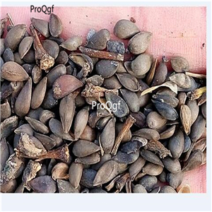 19usd Ngryise 200Pcs A Set Averrhoa carambola  seed