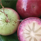 19usd Ngryise 300Pcs A Set Ficus ruyuanensis seed