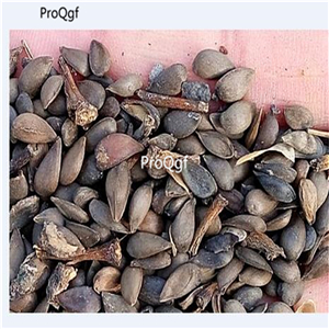 19usd Ngryise 300Pcs A Set Ficus ruyuanensis seed