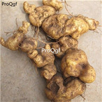 19usd Ngryise 3Pcs A Set Polygonatum sibiricum root