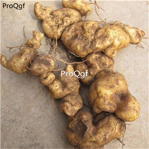 19usd Ngryise 3Pcs A Set Polygonatum sibiricum root