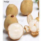 29usd Ngryise 10Pcs A Set Laium domesticum seed