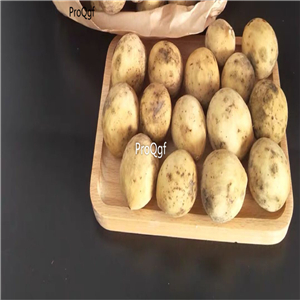 29usd Ngryise 10Pcs A Set Laium domesticum seed