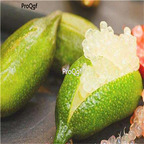19usd Ngryise 300Pcs A Set finger lime seed