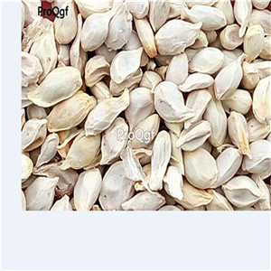 19usd Ngryise 300Pcs A Set finger lime seed
