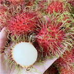 19usd Ngryise 30Pcs A Set Nephelium lappaceum seed