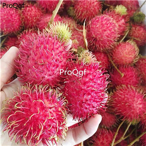 19usd Ngryise 30Pcs A Set Nephelium lappaceum seed