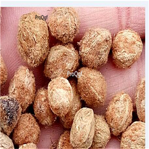19usd Ngryise 300Pcs A Set  Myrica rubra seed