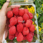 19usd Ngryise 3000Pcs A Set Rubus corchorifolius  raspberry seed