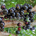 19usd Ngryise 300Pcs A Set Plinia cauliflora seed