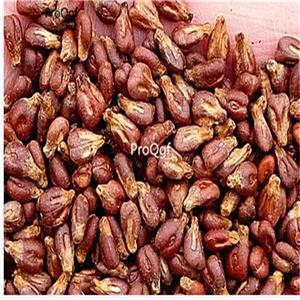 19usd Ngryise 300Pcs A Set Plinia cauliflora seed