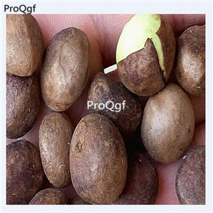 20usd ngryise 200pcs Eriobotrya japonica seed