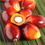 19usd Ngryise 30Pcs A Set palm fruit seed