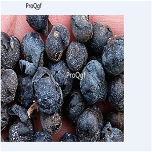 19usd Ngryise 30Pcs A Set palm fruit seed