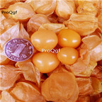 19usd Ngryise 3000Pcs A Set Physalisalkengi lantern fruit seed