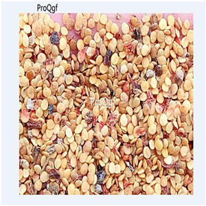 19usd Ngryise 3000Pcs A Set Physalisalkengi lantern fruit seed