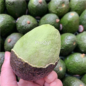 19usd Ngryise 5Pcs A Set Persea americana  seed