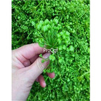 19usd Ngryise 300Pcs A Set Dregea volubilis seed