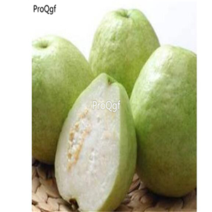 29usd Ngryise 100pcs a set Psidium guajava guava seed