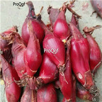 19usd Ngryise 1000Pcs A Set eleutherine plicata seed