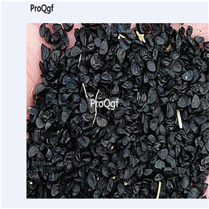 19usd Ngryise 1000Pcs A Set eleutherine plicata seed