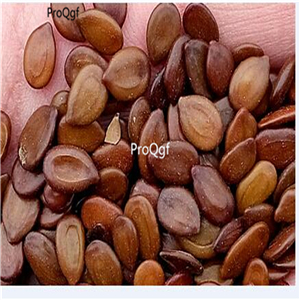19usd Ngryise 500Pcs A Set acacia pennata seed