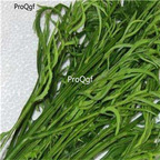 19usd Ngryise 500Pcs A Set acacia pennata seed