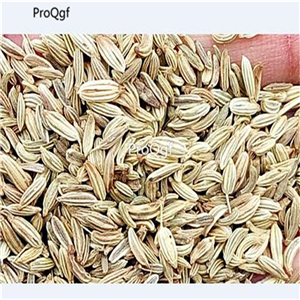 19usd Ngryise 3000Pcs A Set yunnan   Anethum graveolens  seed